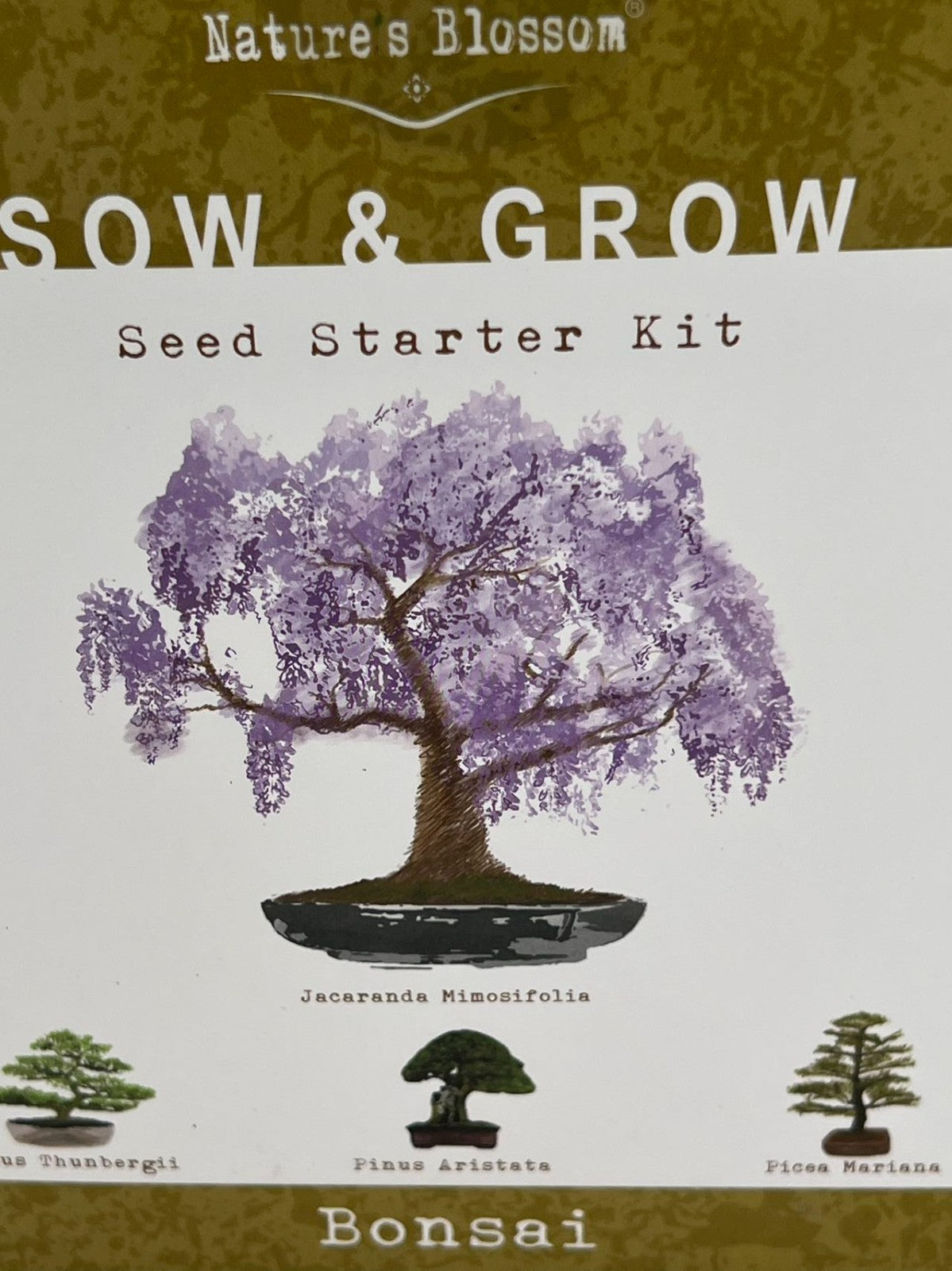 Nature's Blossom Bonsai Garden Seed Starter Kit - 4 Types of Bonsai READ DESC